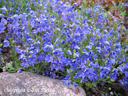 Veronica prostrata